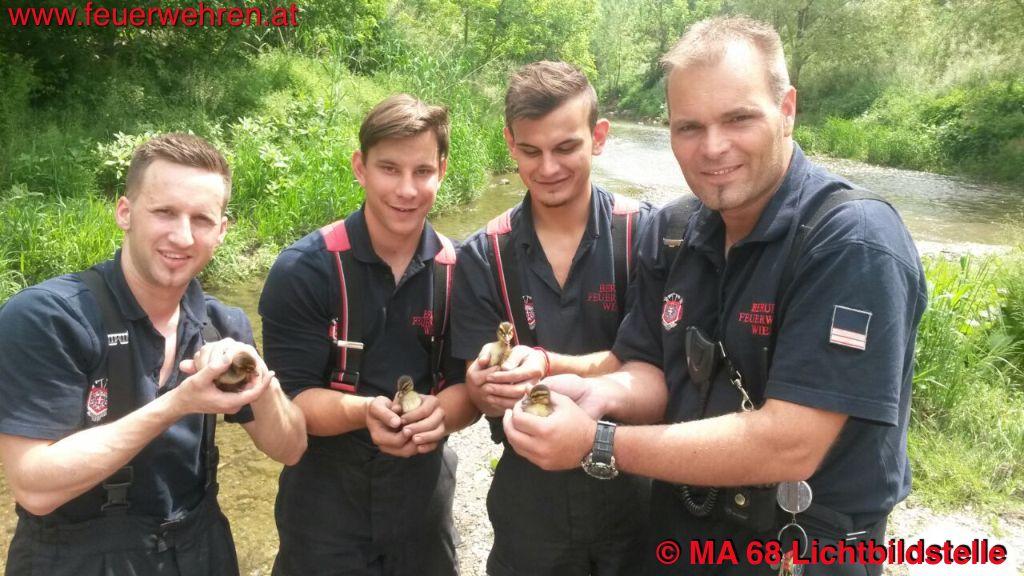 BF Wien: Entenkinder aus Kanal gerettet