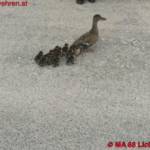 MA 68 Lichtbildstelle