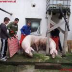 FF Weistrach: Schweinische Feuerwehrübung