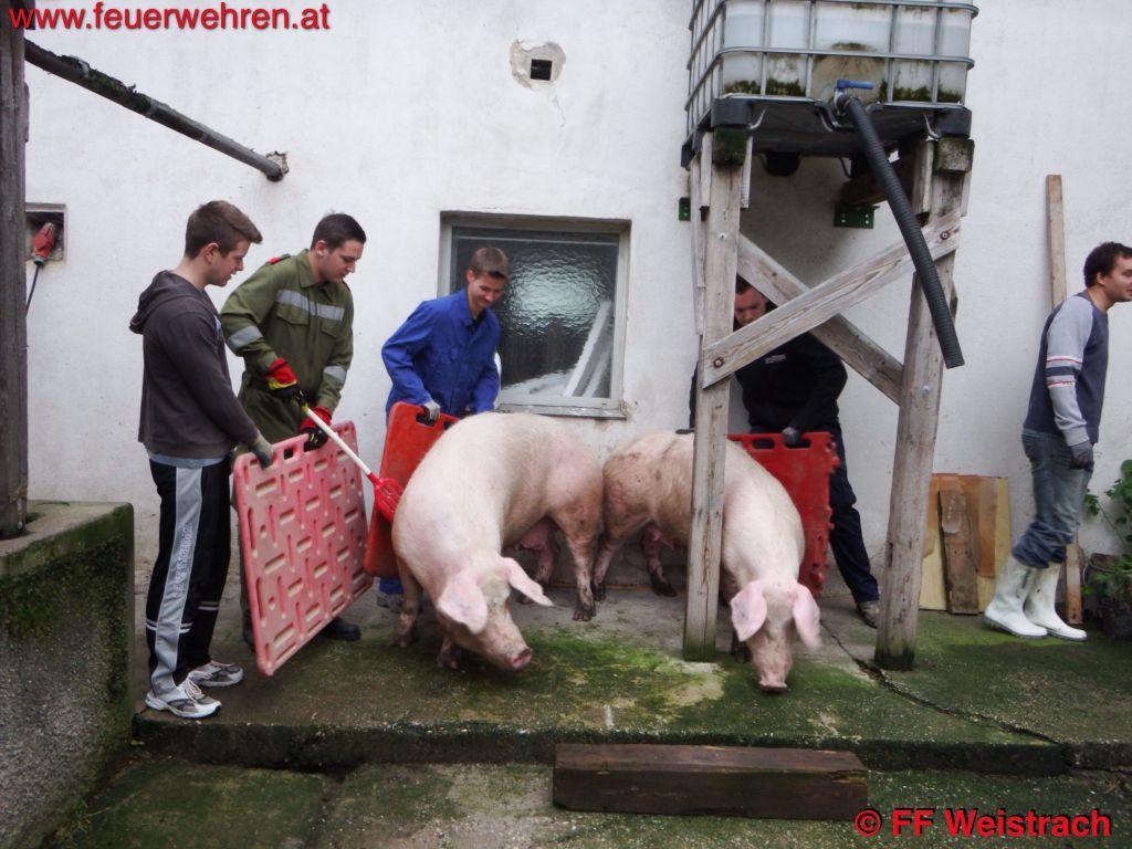 FF Weistrach: Schweinische Feuerwehrübung