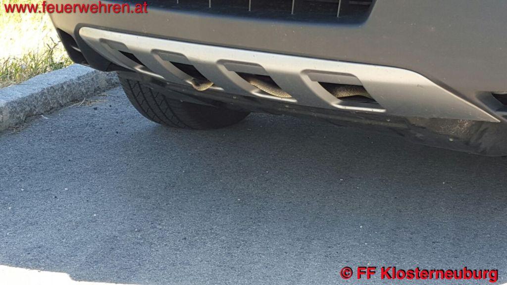 FF Klosterneuburg: Schlange in Auto!