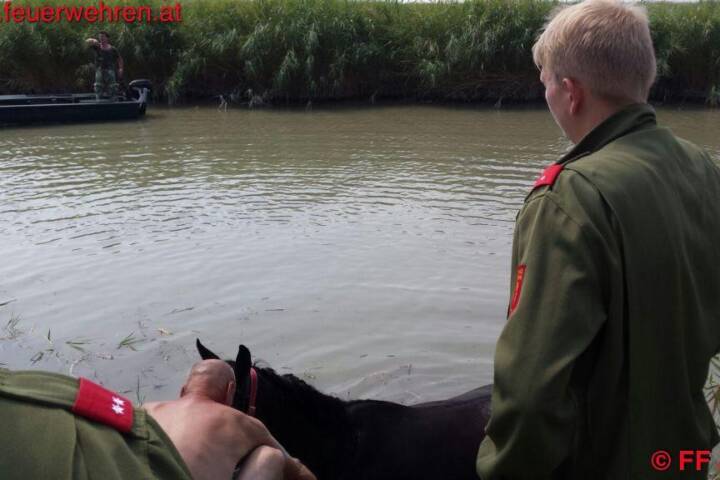 FF Jois: Pferd in Seenot