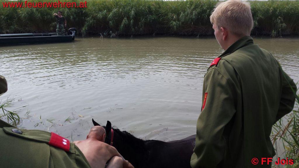 FF Jois: Pferd in Seenot