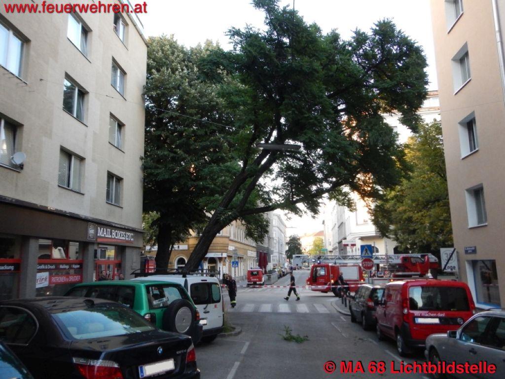 BF Wien: Baumschnitt im Stadtgebiet