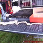 FF St. Georgen i.A.: Fund Schlangenhaut Abgottschlange (Boa Constrictor)