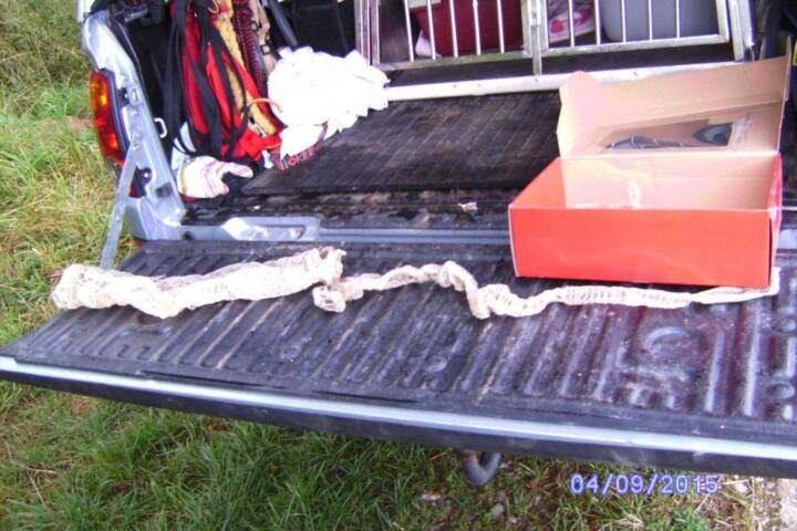 FF St. Georgen i.A.: Fund Schlangenhaut Abgottschlange (Boa Constrictor)