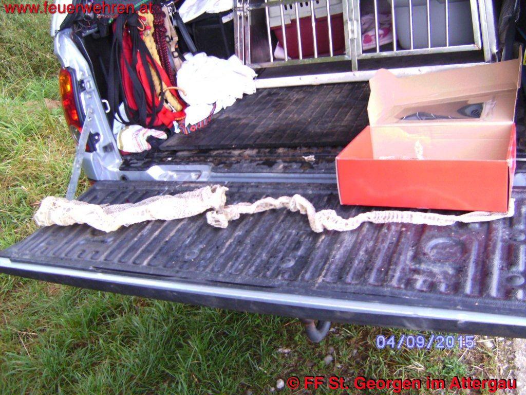 FF St. Georgen i.A.: Fund Schlangenhaut Abgottschlange (Boa Constrictor)