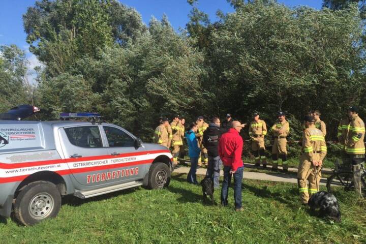 FF St. Georgen i.A.: Suche nach Würgeschlange