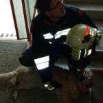 FF Klosterneuburg: Glück im Unglück – Menschenrettung vermutet