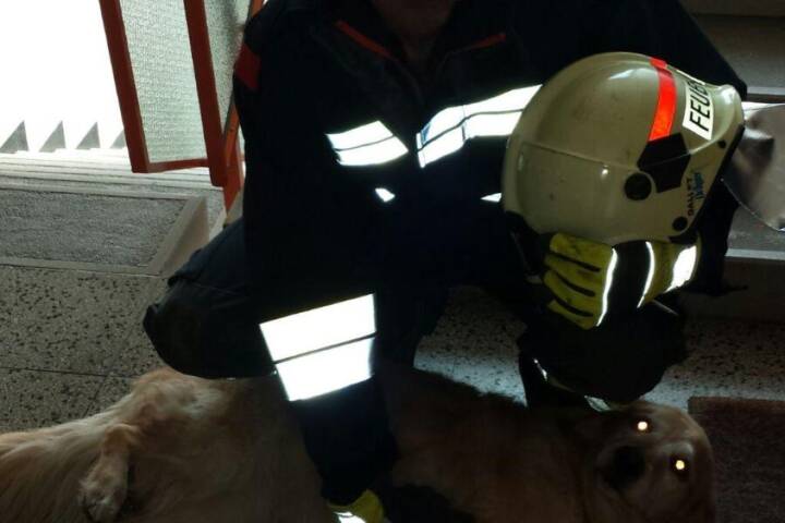 FF Klosterneuburg: Glück im Unglück – Menschenrettung vermutet