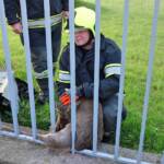 FF Fohnsdorf bei Tierrettung gefordert