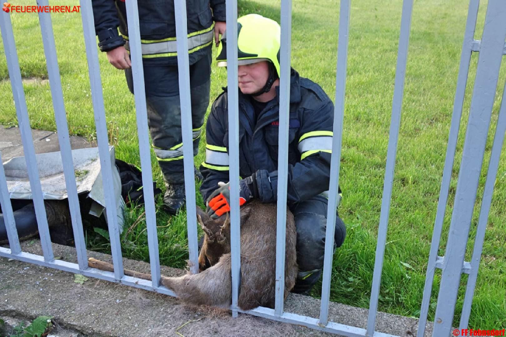 FF Fohnsdorf bei Tierrettung gefordert