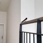 FF Klosterneuburg: Schwalbe im Dachgeschoss eines Stiegenhauses