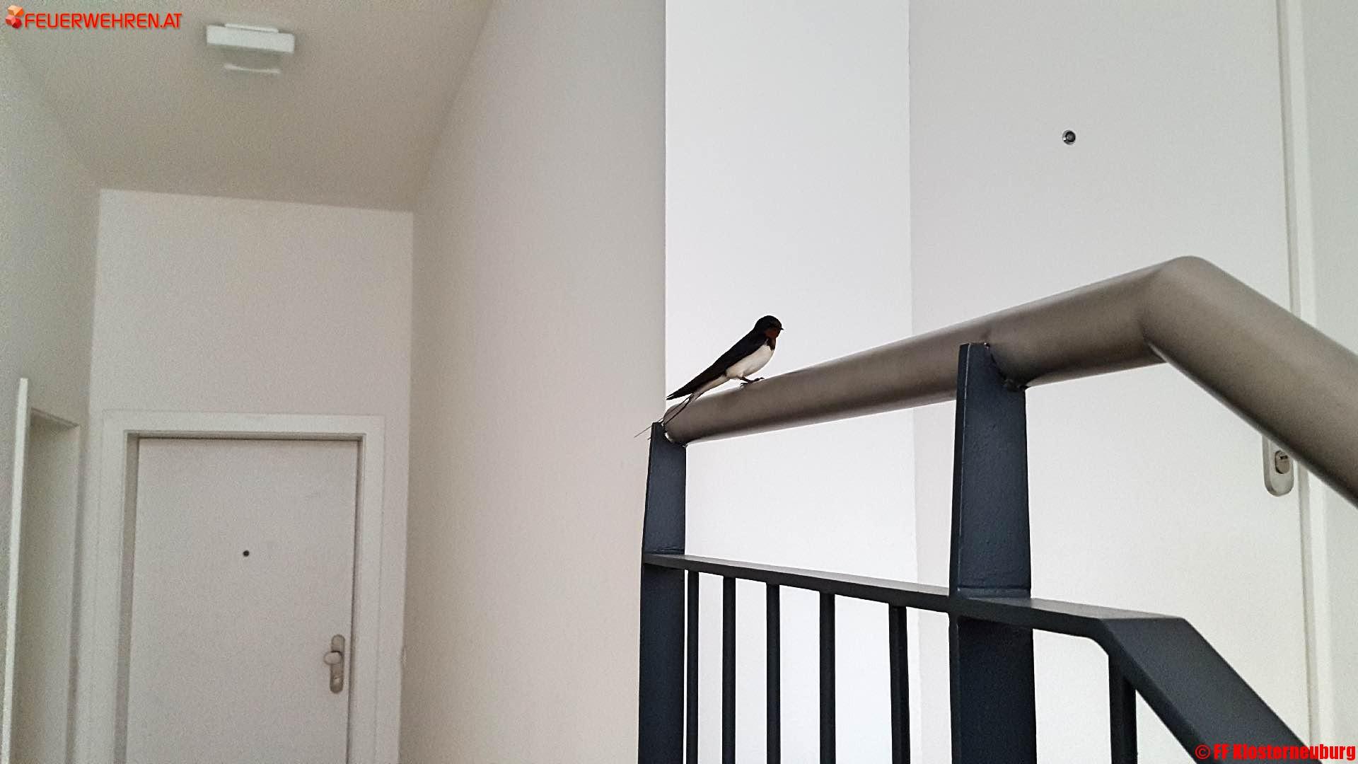 FF Klosterneuburg: Schwalbe im Dachgeschoss eines Stiegenhauses