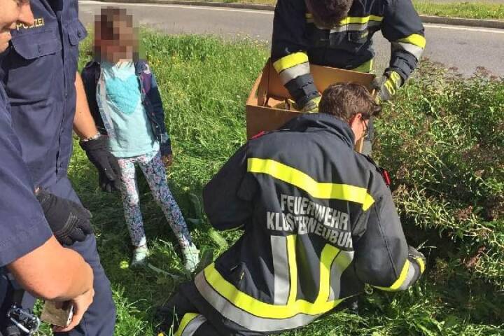 FF Klosterneuburg: Entenfamilie auf Entdeckungstour