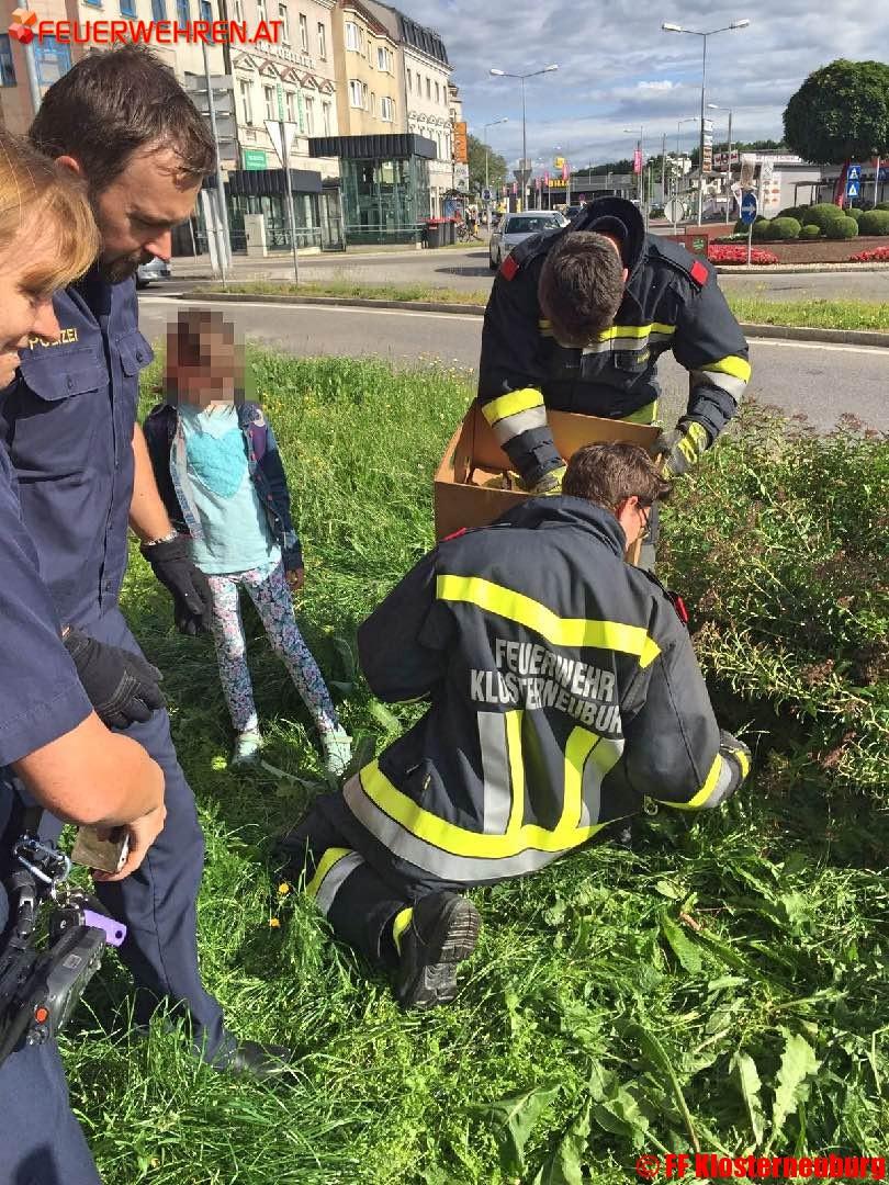 FF Klosterneuburg: Entenfamilie auf Entdeckungstour