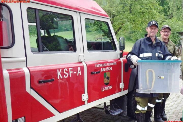 FF Bad Ischl: 2 Schlangen in Ischler Wohnung