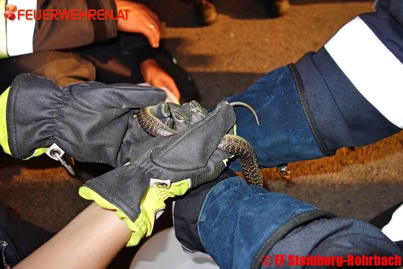 FF Steinberg-Rohrbach: Schlange in der Küche