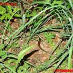 FF Steinberg-Rohrbach