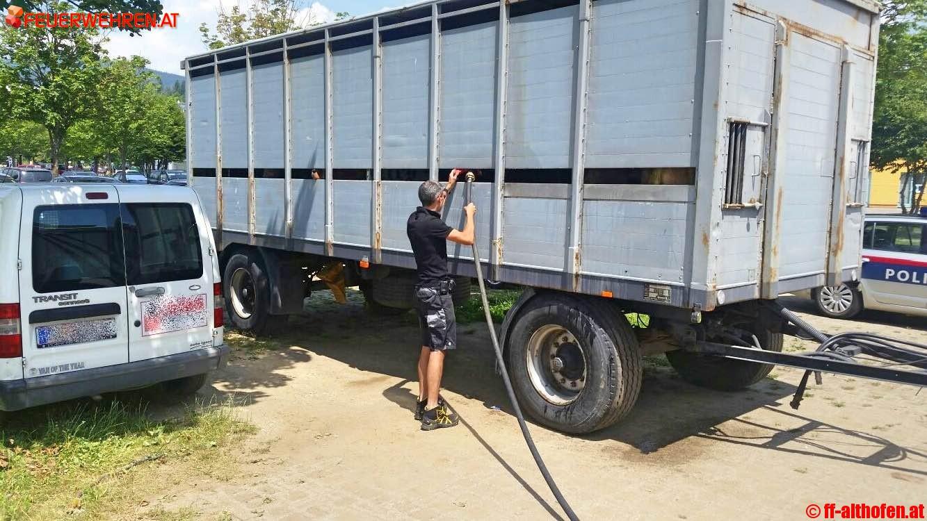 FF Althofen: Kühe aus Anhänger gerettet