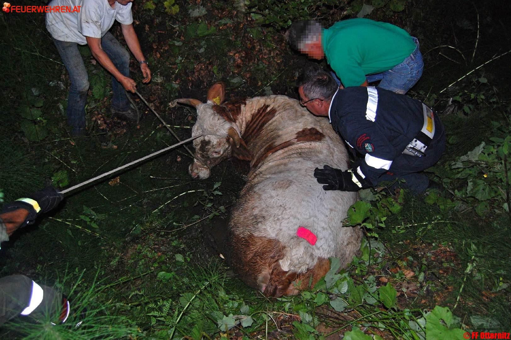 BFVDL: FF Otternitz rettet Kalbin „Nachtigall“