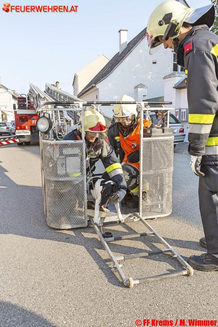 FF Krems: Hund von Dach gerettet