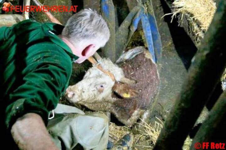 Tierrettung in Unternalb, Tiere in Güllegrube gestürzt