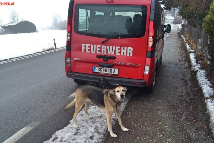 FF Andorf: Tierrettung in Teuflau