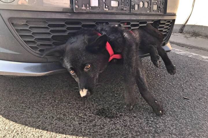 FF Brunn am Gebirge: Hund nach Verkehrsunfall in PKW eingeklemmt