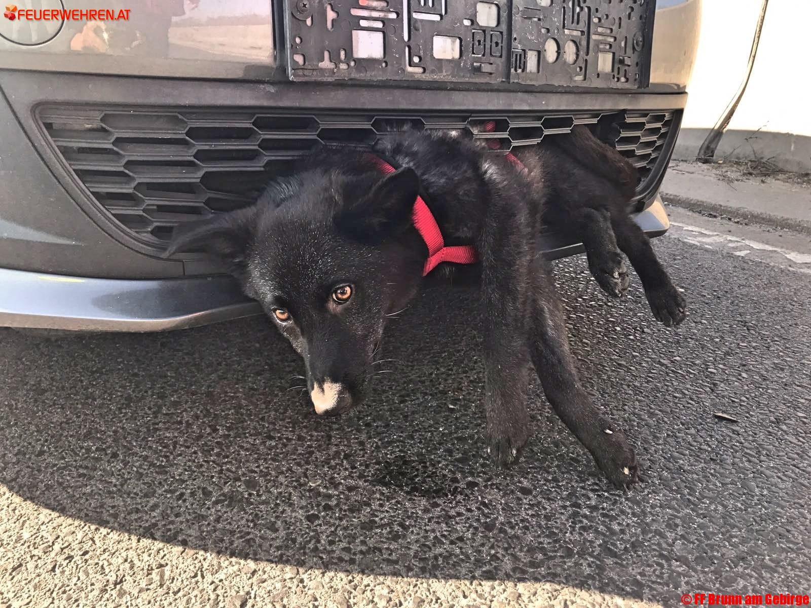 FF Brunn am Gebirge: Hund nach Verkehrsunfall in PKW eingeklemmt