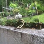 FF Bad Ischl: Schlange in Garten gefangen