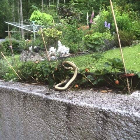 FF Bad Ischl: Schlange in Garten gefangen