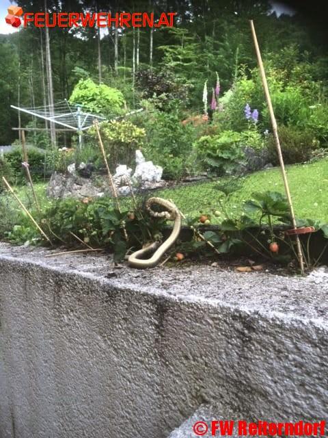 FF Bad Ischl: Schlange in Garten gefangen