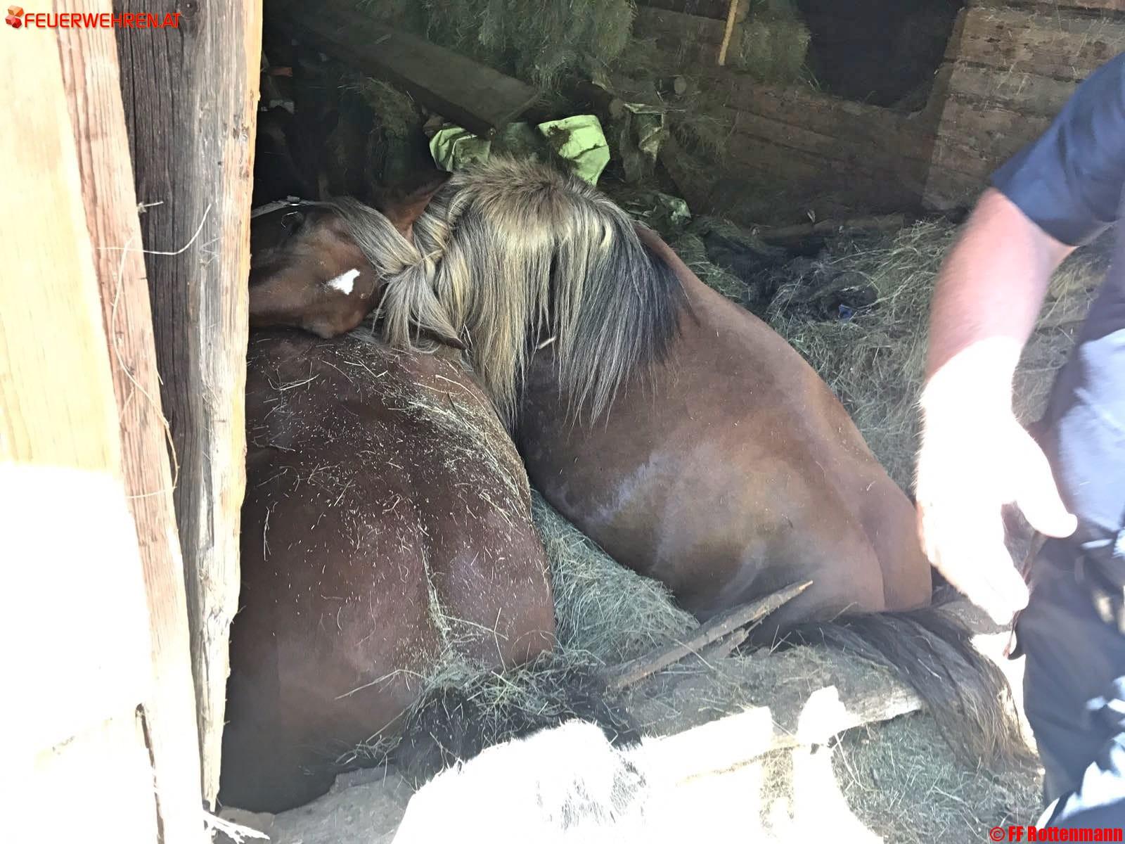 BFV Liezen A06: Aufwendige Tierrettung in Oppenberg