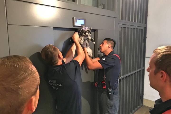 BF Wien: Happy End für Hund und Frauchen