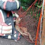 FF Ternitz-Pottschach