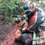 Rehkitz aus Netz befreit