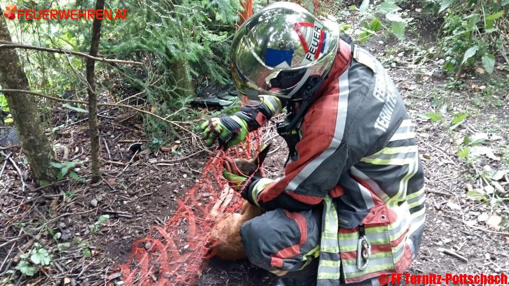 Rehkitz aus Netz befreit