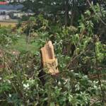 Feuerwehr Pottschach nach Unwetter im Einsatz