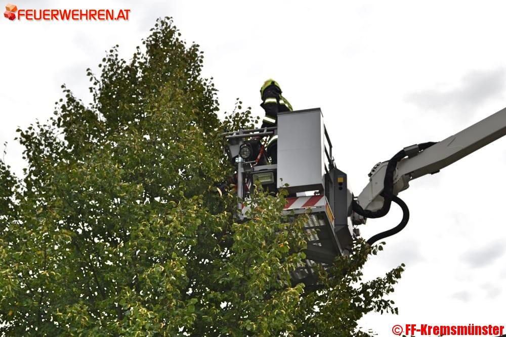 FF Kremsmünster: Kakadu Maxi von Baum gerettet