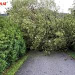 FF Wildbach