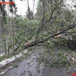 FF Wildbach