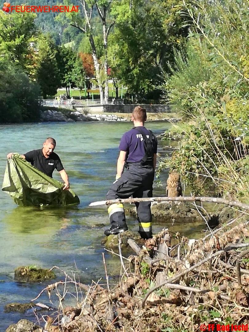 FF Bad Ischl: Eule Hermann von FW Perneck gerettet