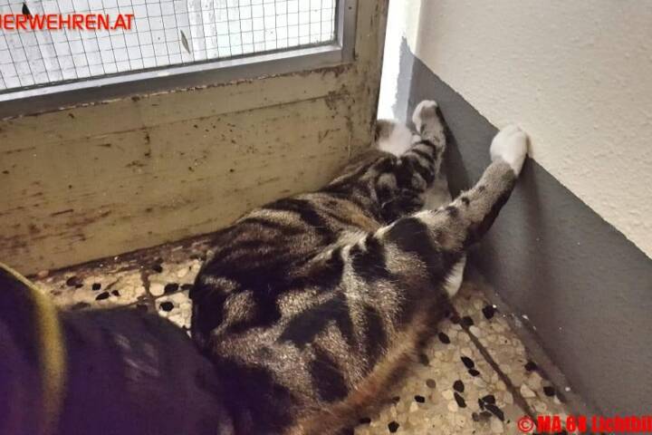 BF Wien: Steckengebliebene Katze von Feuerwehrleuten befreit