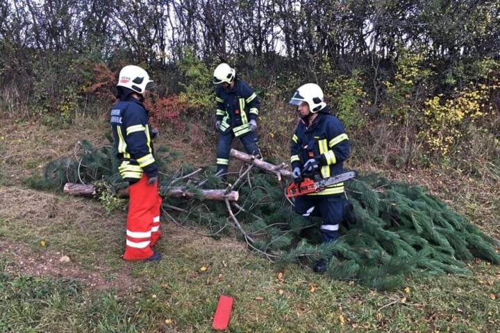 Baum drohte auf Straße zu stürzen