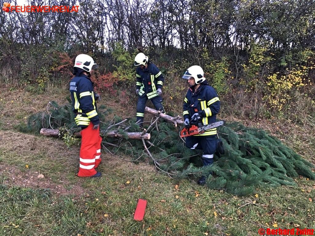 Baum drohte auf Straße zu stürzen