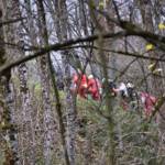 Falkensteiner/FF Türnitz