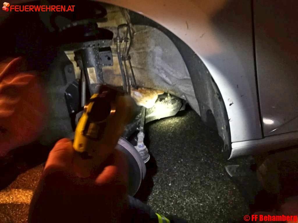 FF Behamberg: Katze in Not
