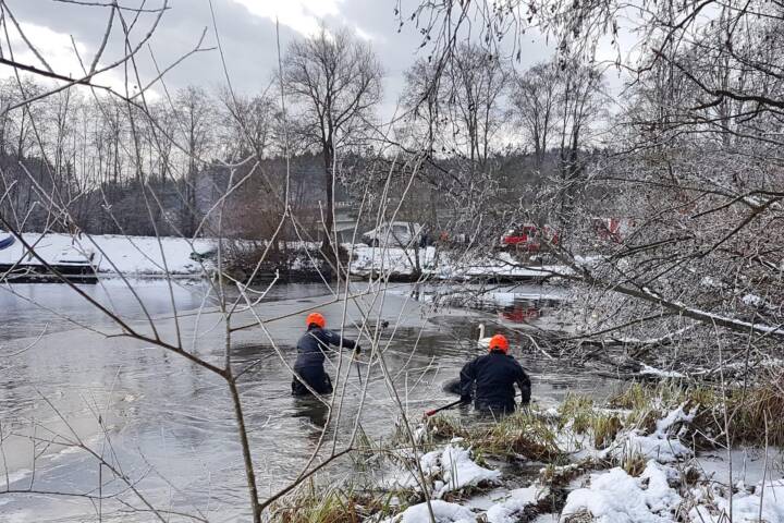 HFW Villach: Schwan auf der Drauschleife gerettet