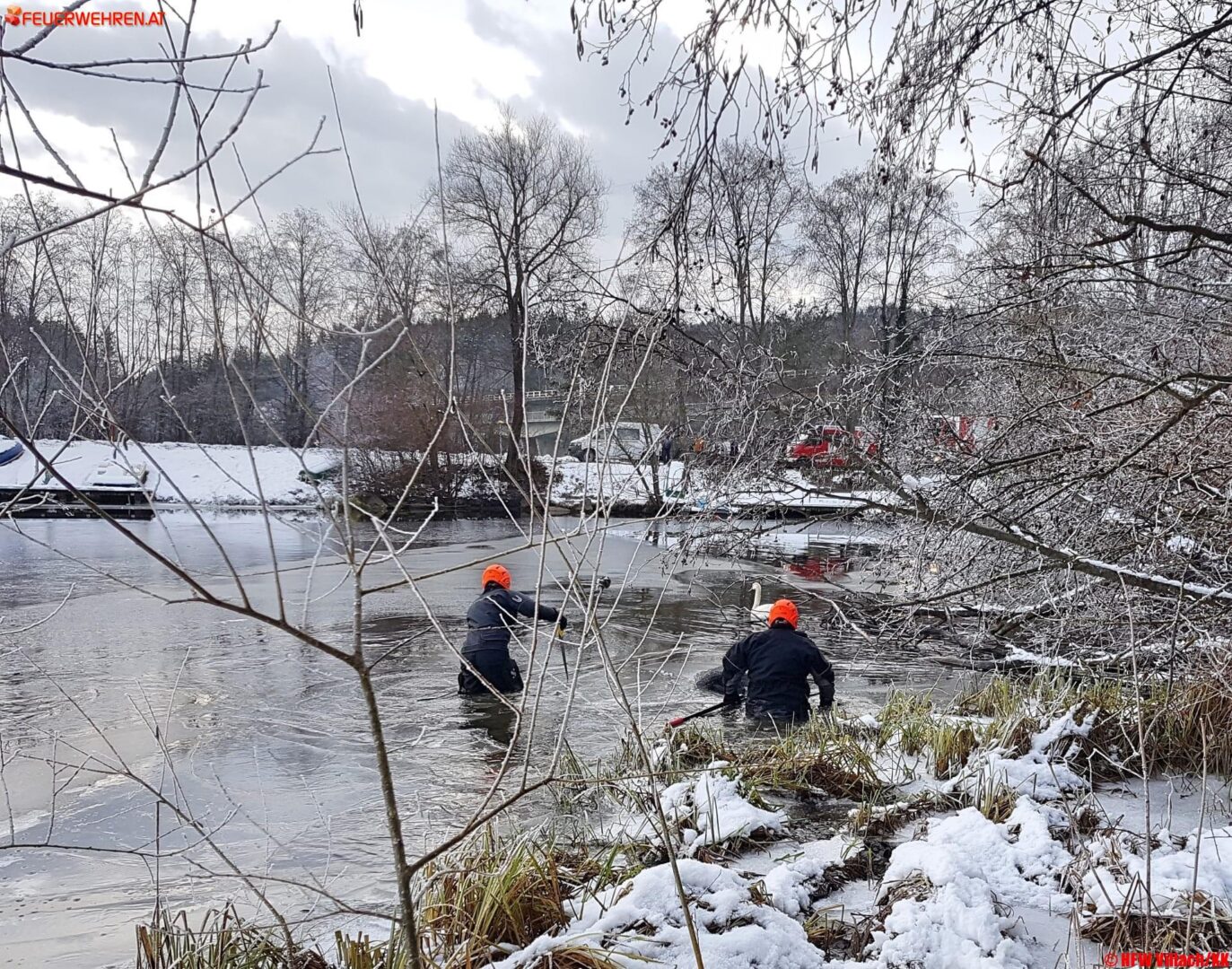 HFW Villach: Schwan auf der Drauschleife gerettet
